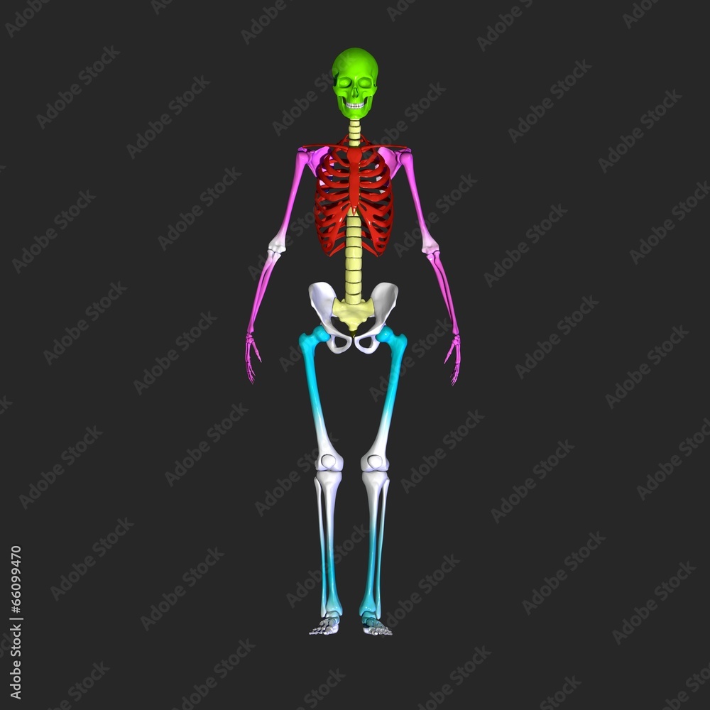 skeleton skeleton