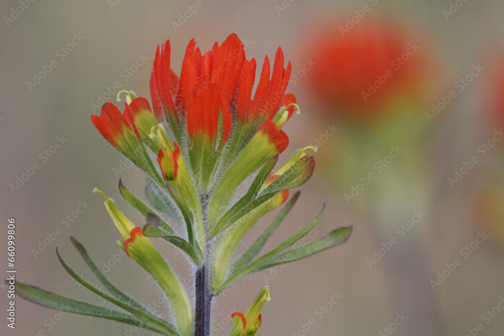 Naklejka premium Painted Cup Blooming in Spring