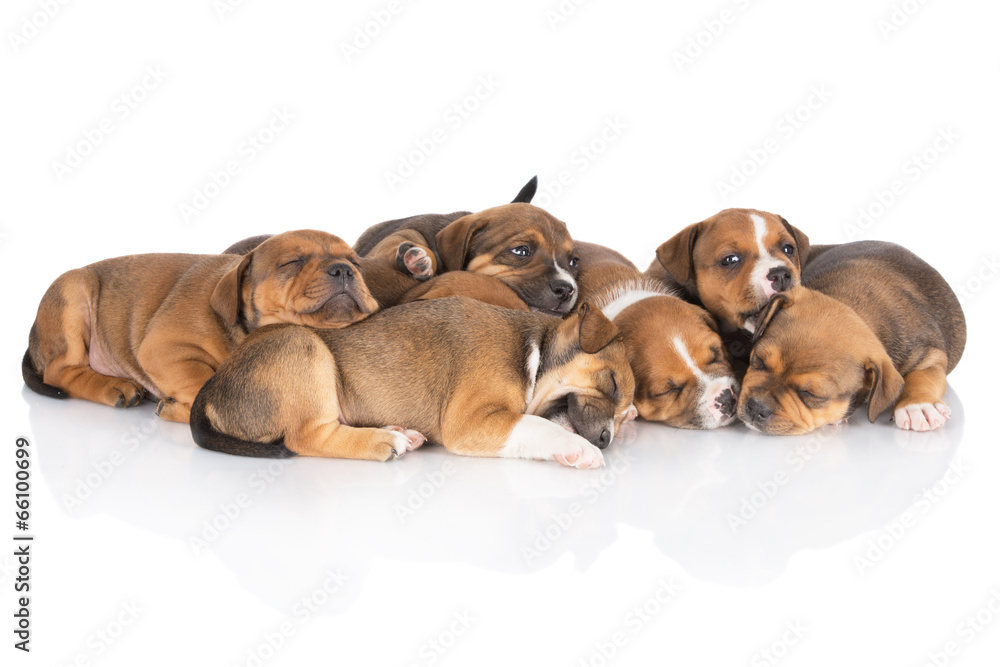 small puppies sleeping together