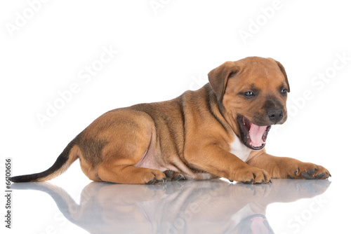 staffordshire bull terrier puppy