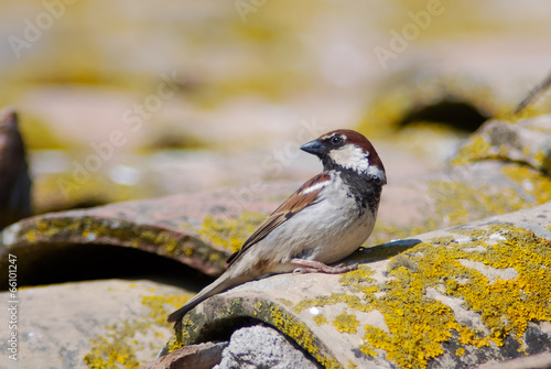 passera domestica (Passer domesticus italiae) photo