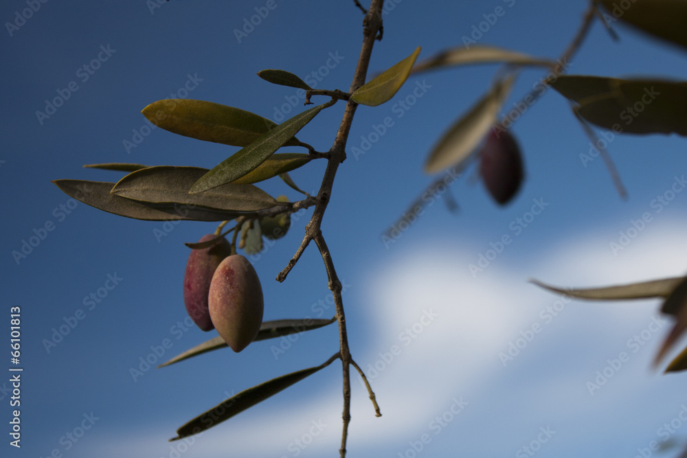 Olivo