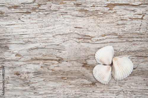 Seashells on the old rude wood