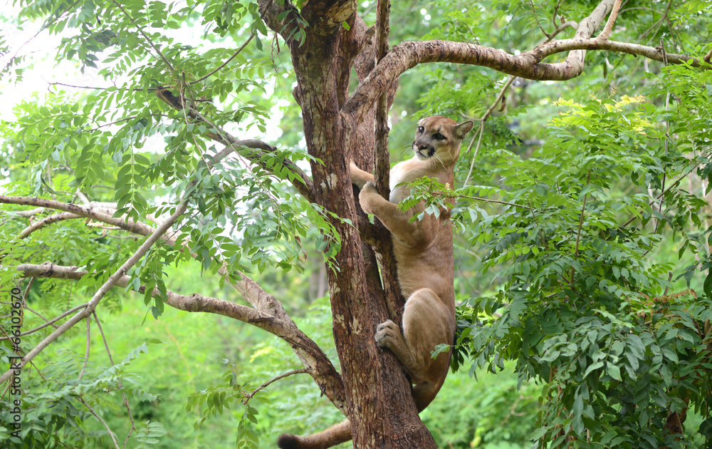 Naklejka premium puma climbing on tree