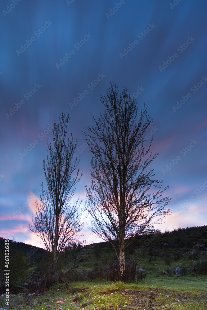 Arboles