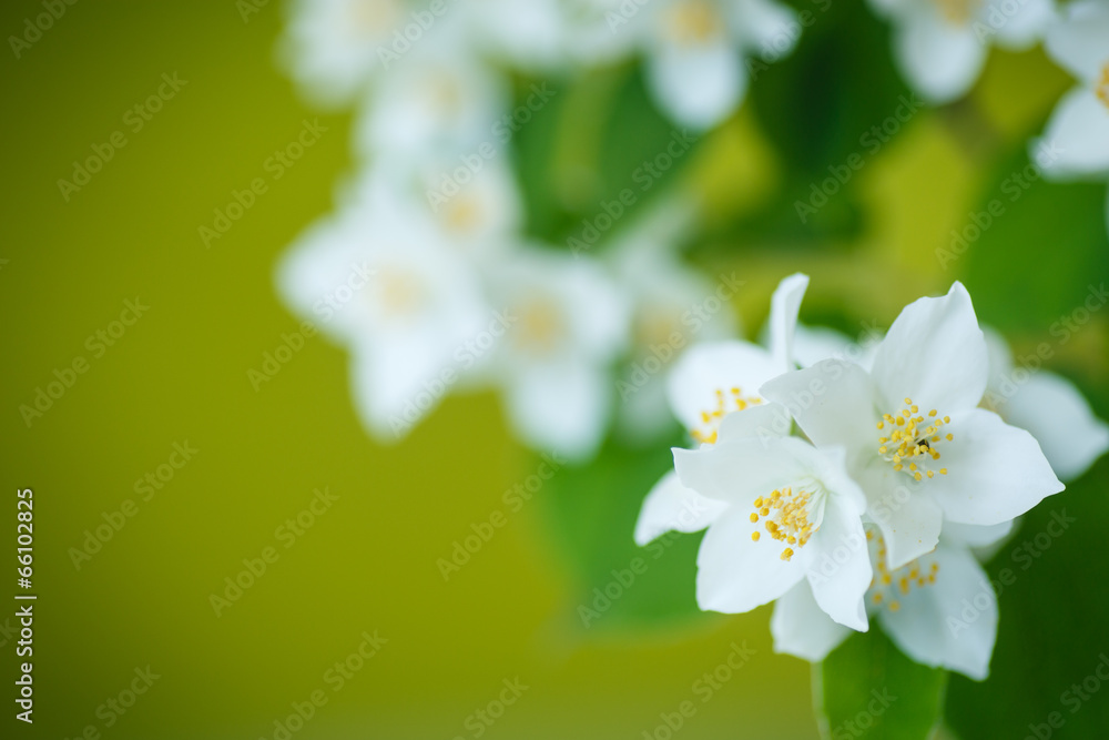 Obraz premium jasmine