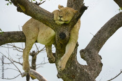 schlafender Löwe im Baum