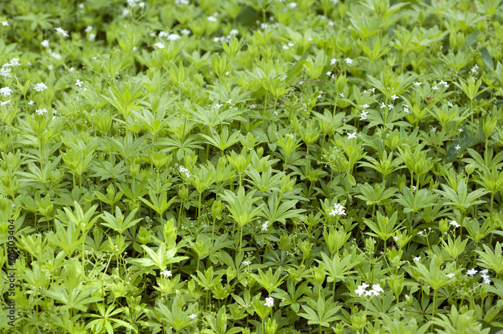 Waldmeister; Galium odoratum; Waldmeisterblueten, Waldmeister; Galium odoratum; Waldmeisterblueten,