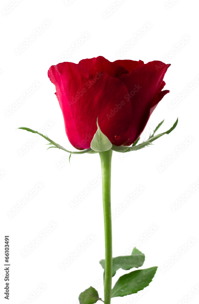 Beautiful red roses on white background Beautiful red roses on white background