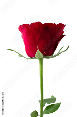 Fototapeta Naklejka Na Ścianę i Meble -  Beautiful red roses on white background