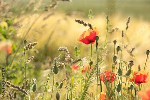 Fototapeta Naklejka Na Ścianę i Meble -  Poppy in the field in the morning