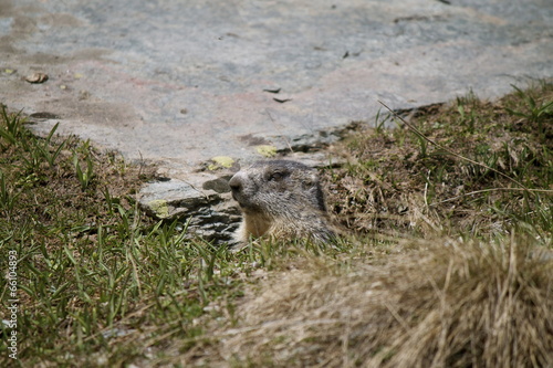 Marmotta © chiarafornasari
