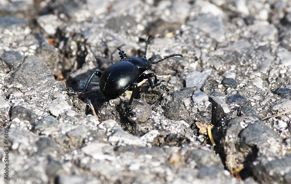 black scarab black scarab