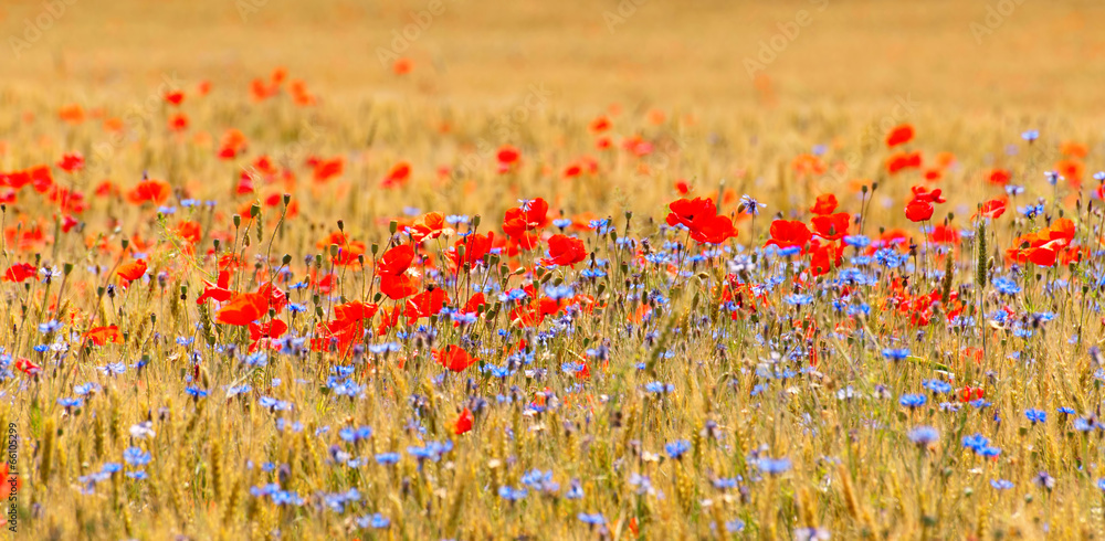 Naklejka premium Wheat field with poppy field