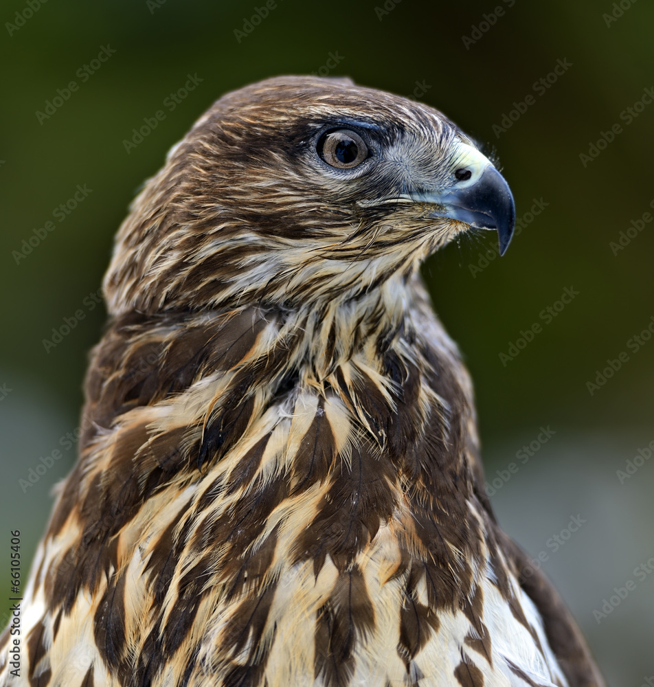 Obraz premium Buzzard
