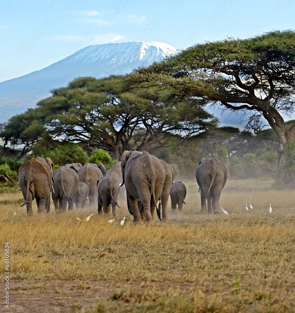 Kilimanjaro