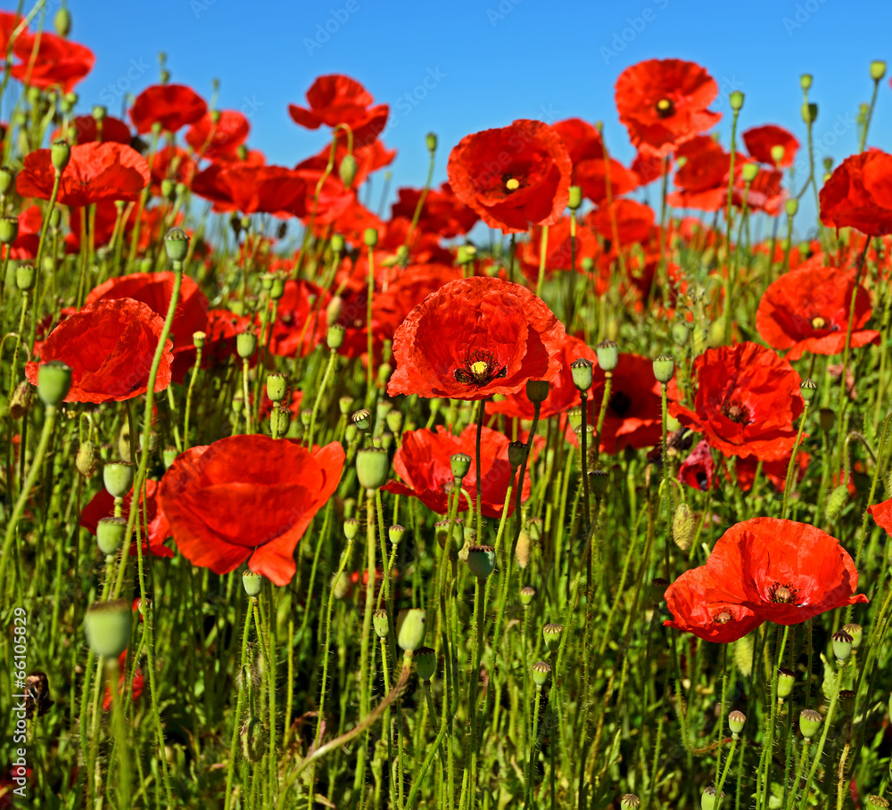 Poppy