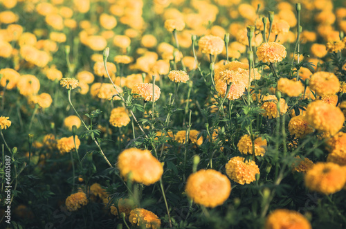 Marigolds or Tagetes erecta flower vintage