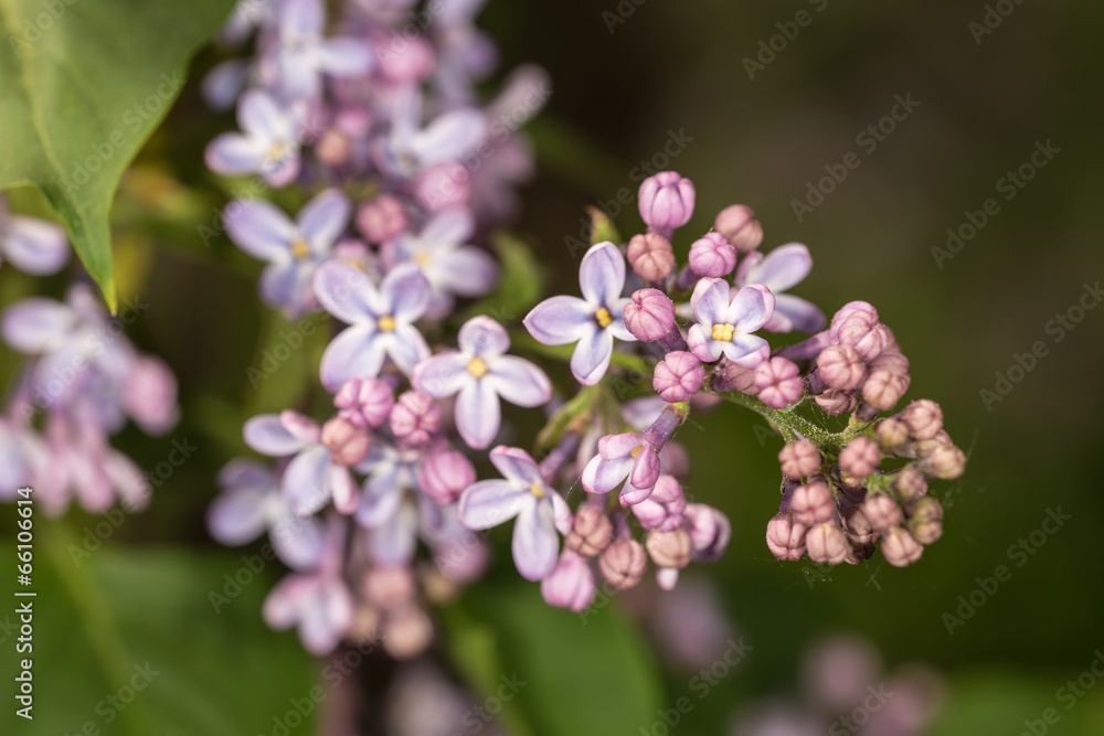 lilac in the spring