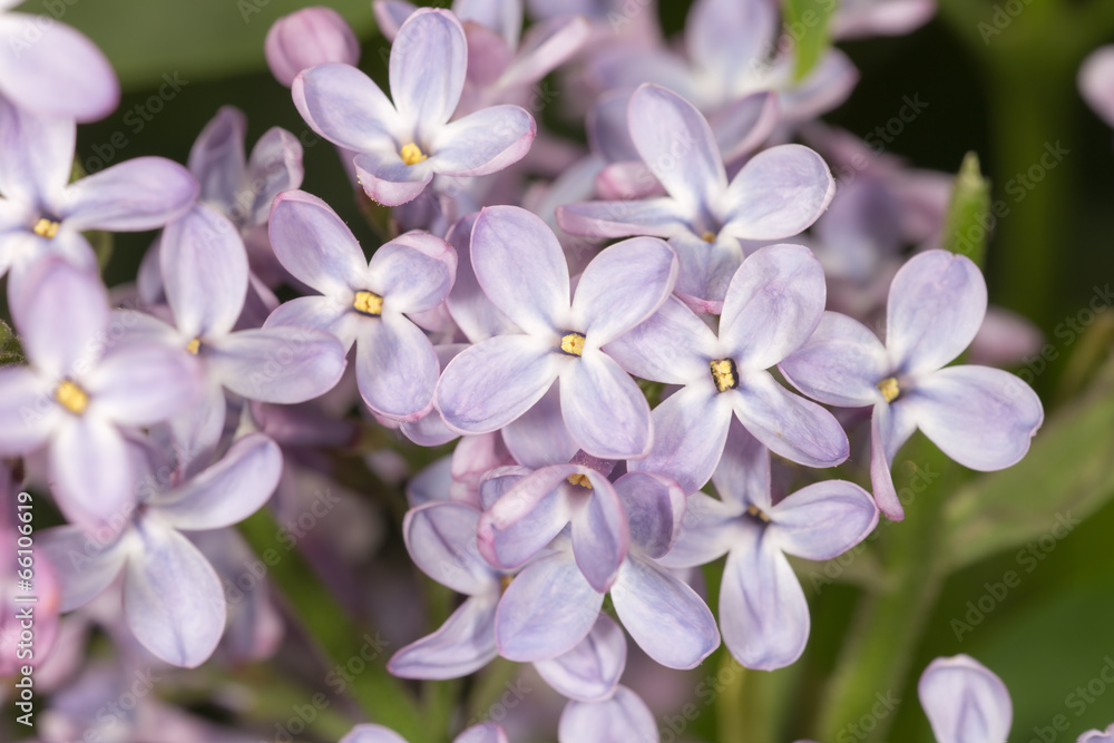 lilac in the spring close up lilac in the spring close up