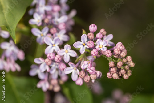 lilac in the spring