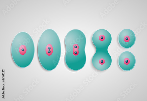 cell division