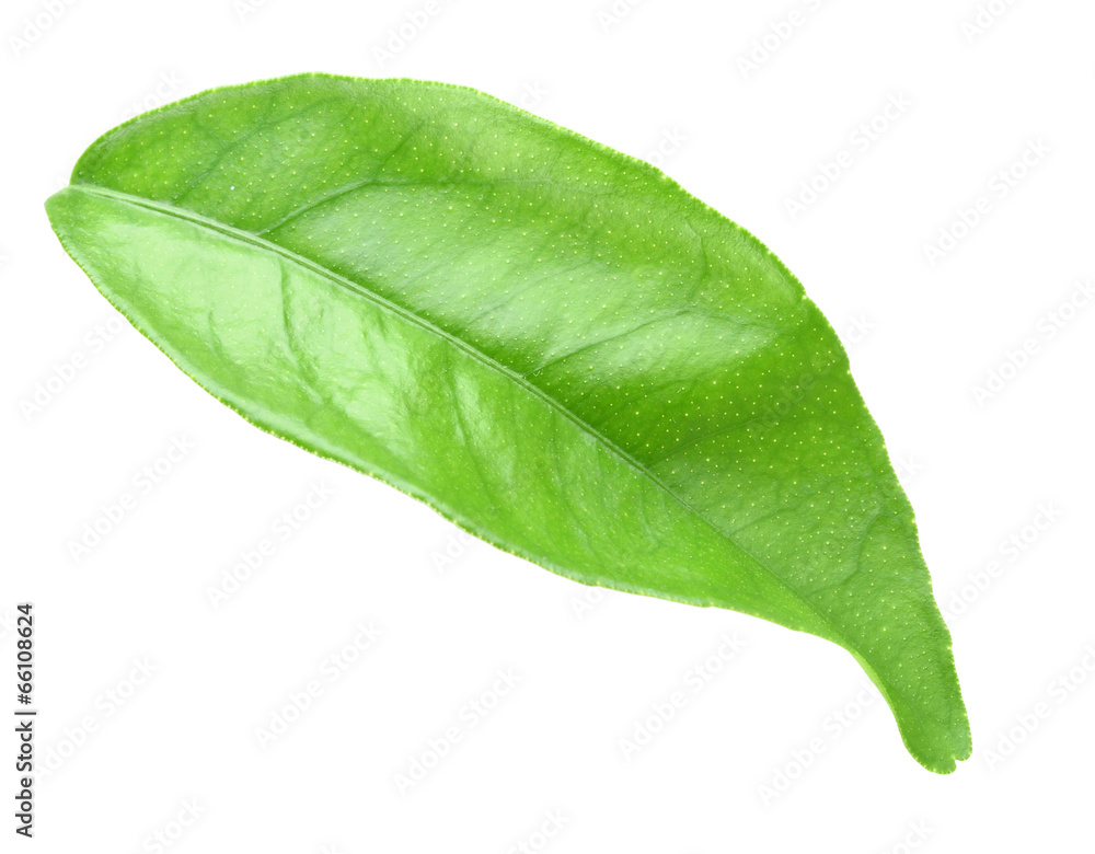 Fototapeta premium Green leaf of citrus-tree