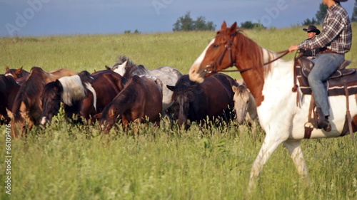 Two cowboys drive herd of horses across the field