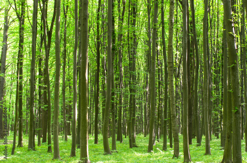 forest forest
