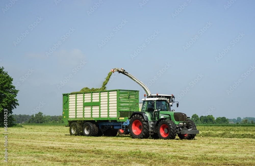 Naklejka premium Feldhäcksler, Grassilage einfahren