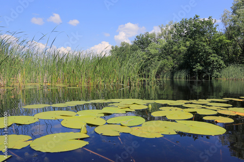 water lilyes leafs on lake Fototapet