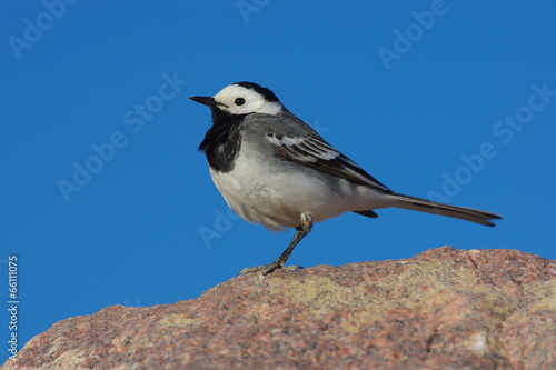 White Wagtail against a blue sky