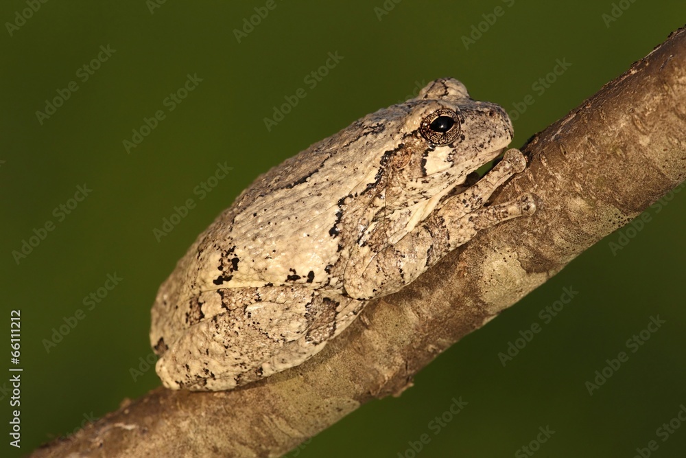 Obraz premium Gray Tree Frog (Hyla versicolor)