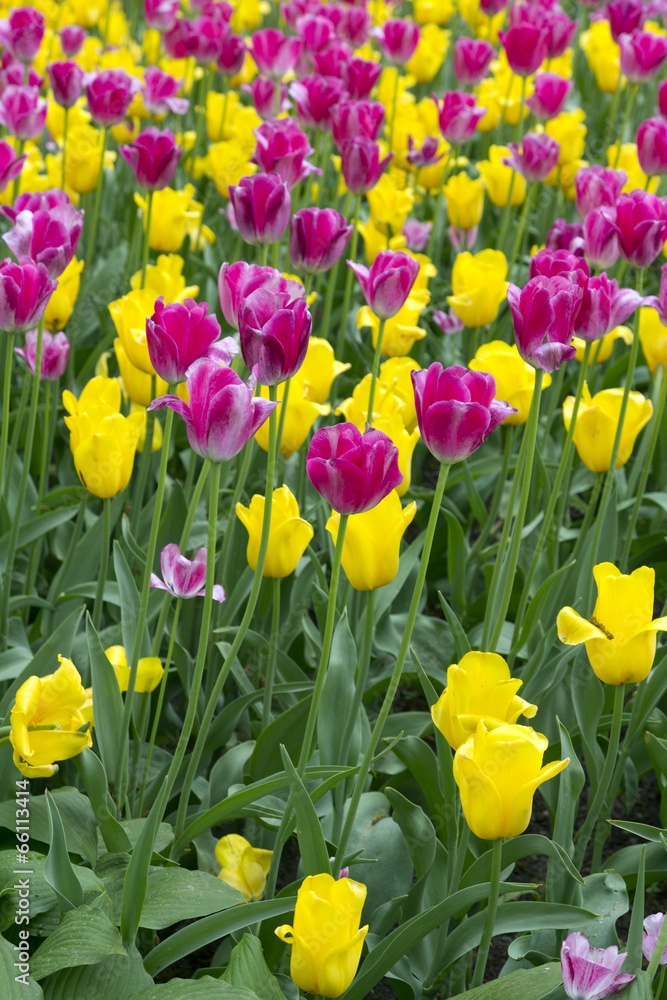 Obraz premium different colored tulips