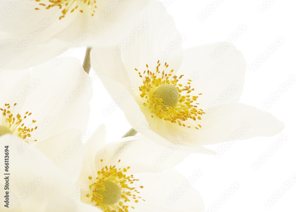 Obraz premium white flowers background