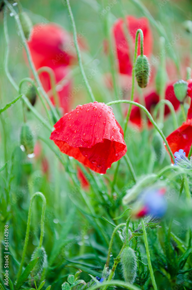 Obraz premium Frühlingsregen