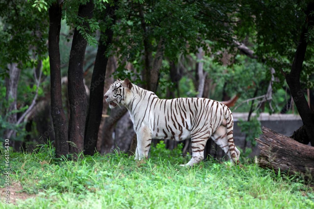 Strong healthy white tiger in the woods Strong healthy white tiger in the woods