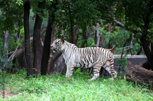 Strong healthy white tiger in the woods