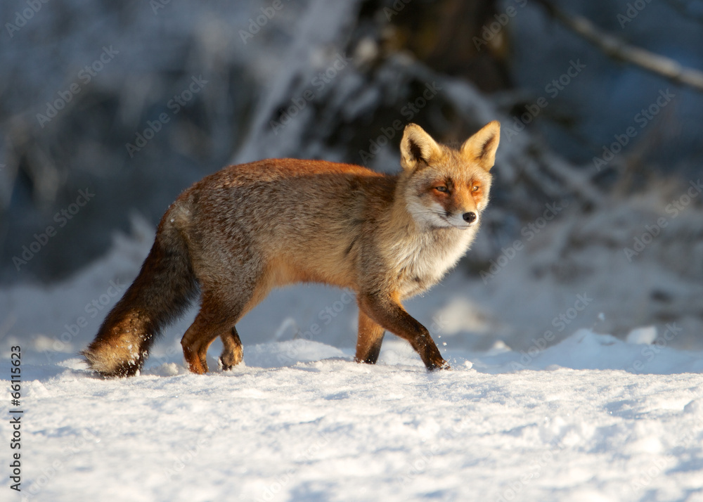 Fototapeta premium Lis