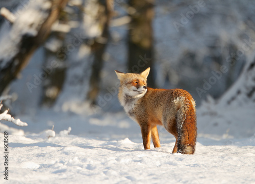Fox in the snow
