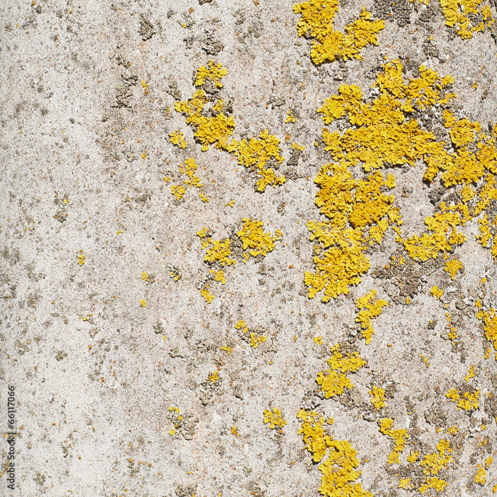 Old wall covered with lichen Old wall covered with lichen