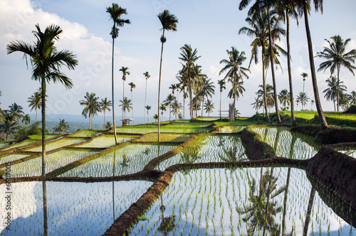 Rice fields, Senaru, Lombok, Indonesia, Southeast Asia, Asia