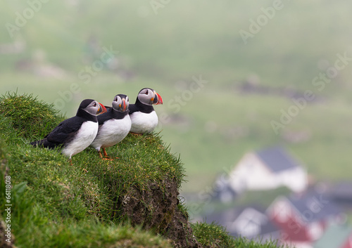 Three Puffins on Mykines, Faroe islands.