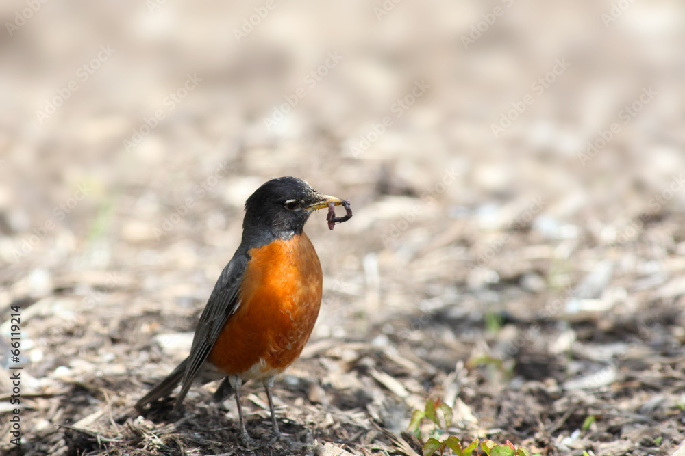 Close up shot of Robin bird Close up shot of Robin bird