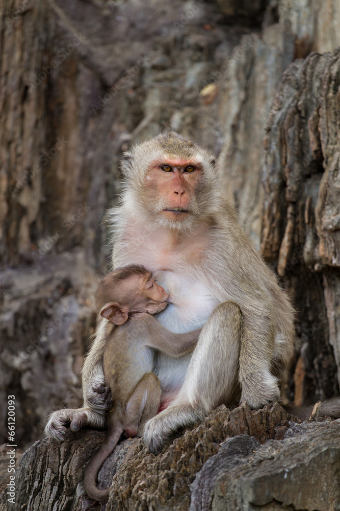 Mom and baby monkeys, breast-feed