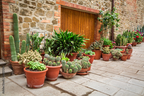 Porch full of cacti in Tuscany