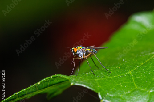 Long-legged fly © teptong