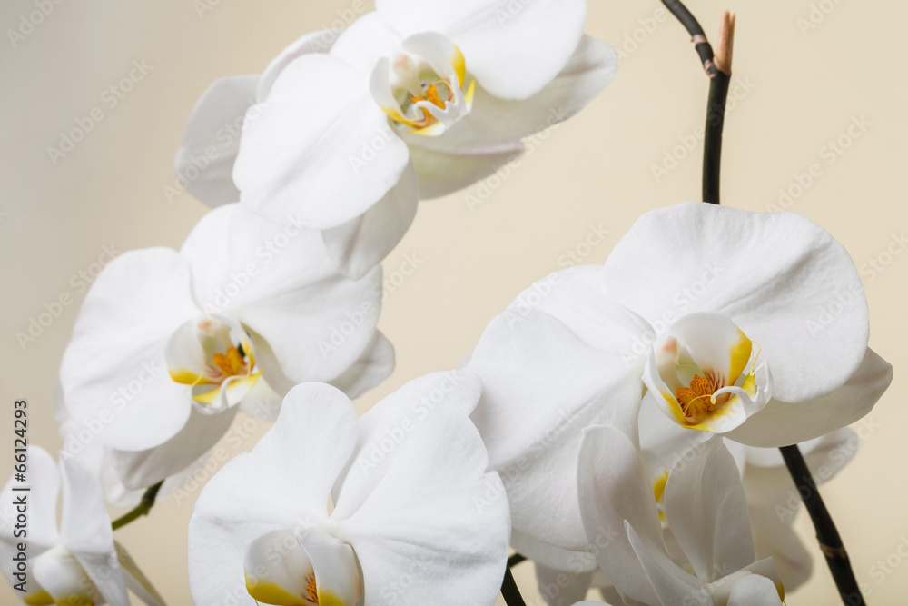 Obraz premium white orchid