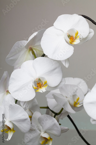 white orchid