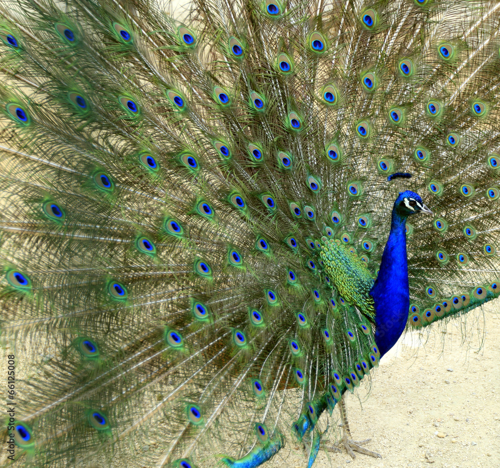 Naklejka premium paon bleu